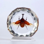 Real Insect Desktop Decoration