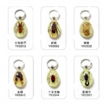 Real Insect Keychains