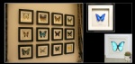 蝴蝶装饰框，押花装饰框，工艺品， 押花工艺品，房间摆件，手工艺品，干花饰品